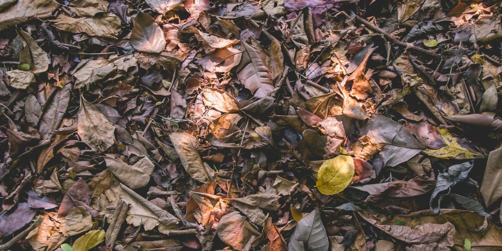 brown dried leaves display